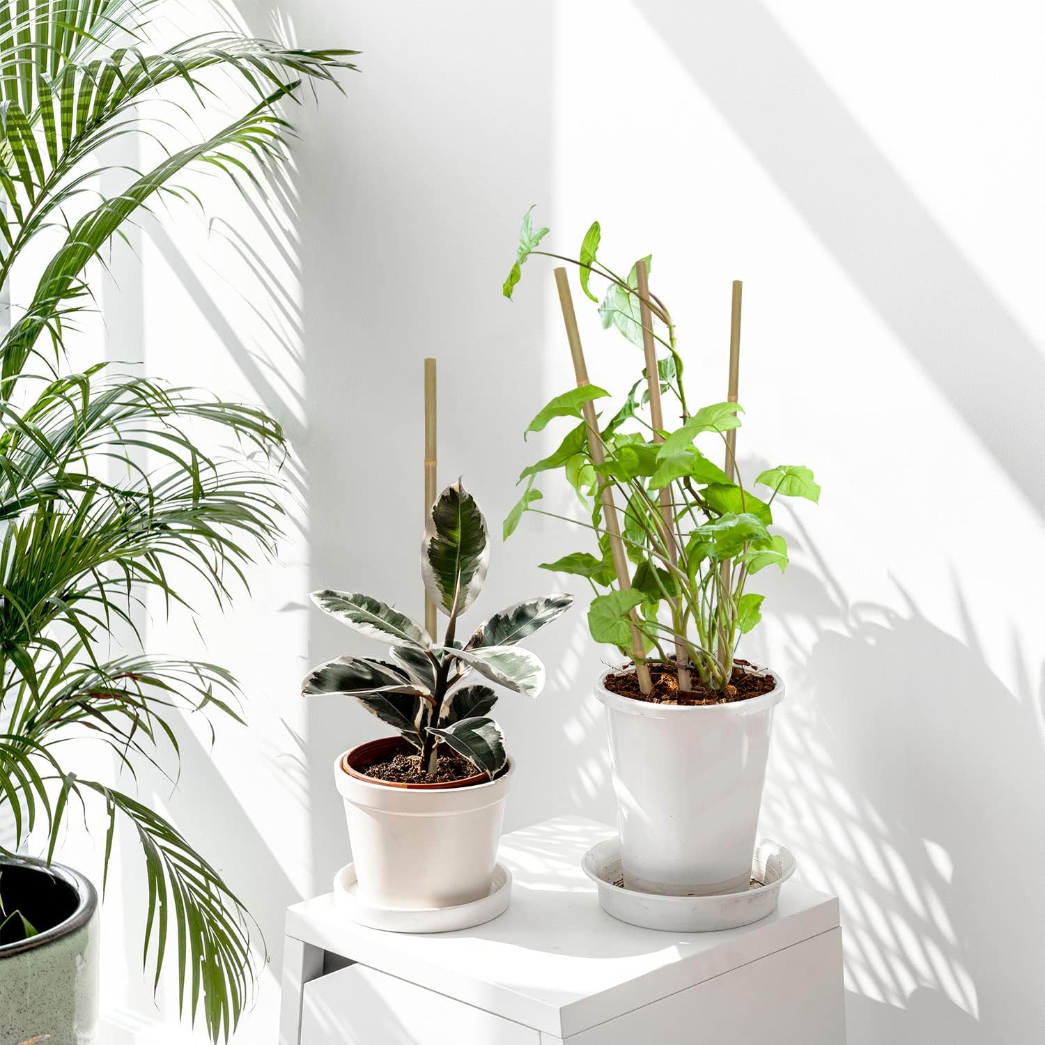 10 sztuk, bambusowe paliki do  – Plant Support Stake recenzja i cena