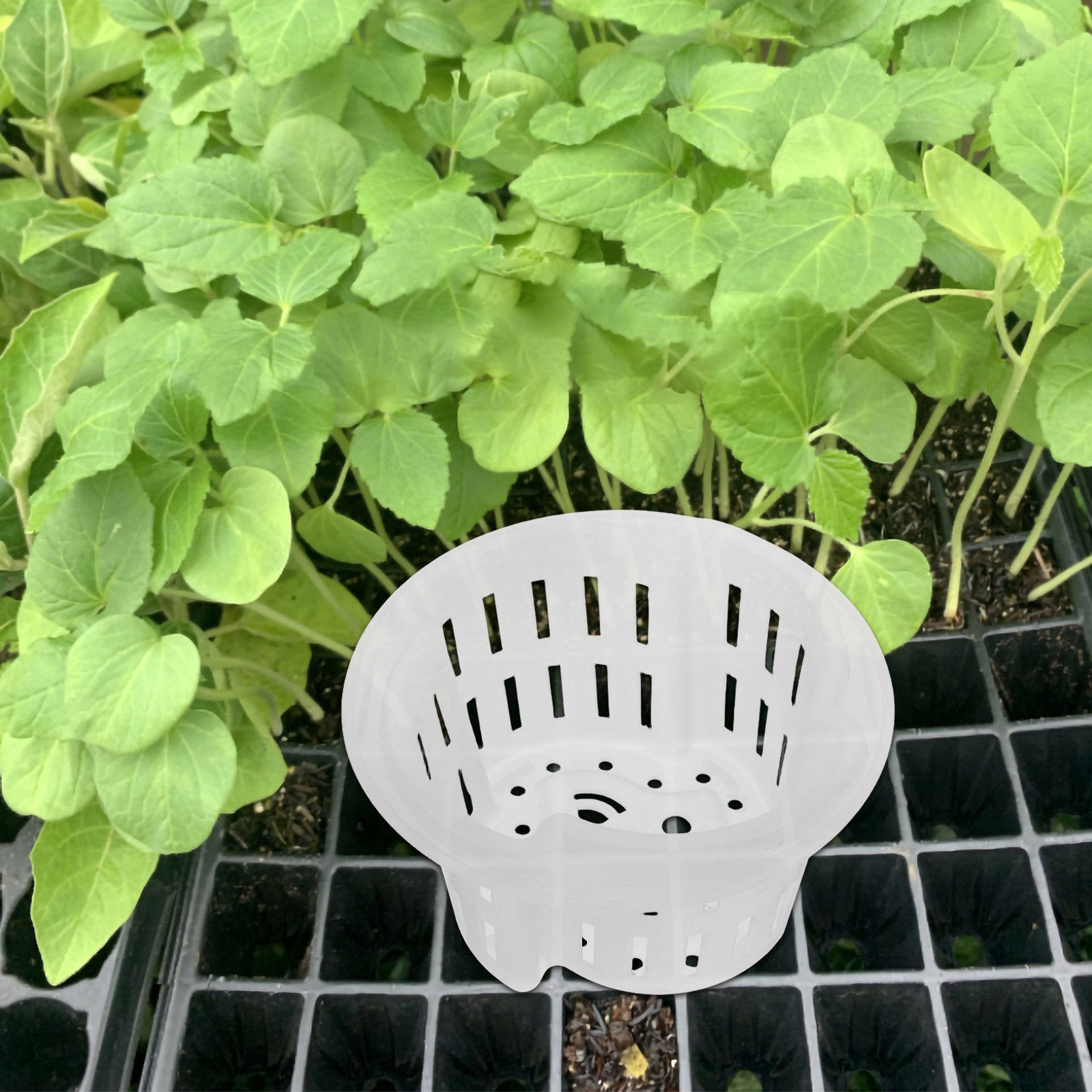 4 sztuki – wzmocnione, oddycha – Indoor Plants recenzja i cena
