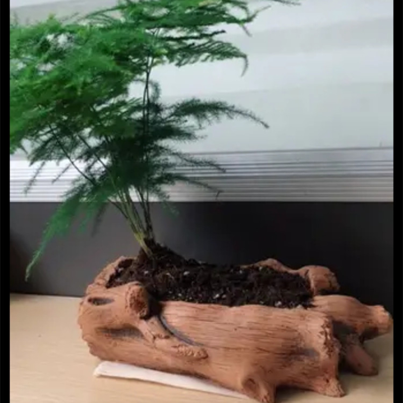 Imitacja drewnianych palików k – Succulent Set recenzja i cena
